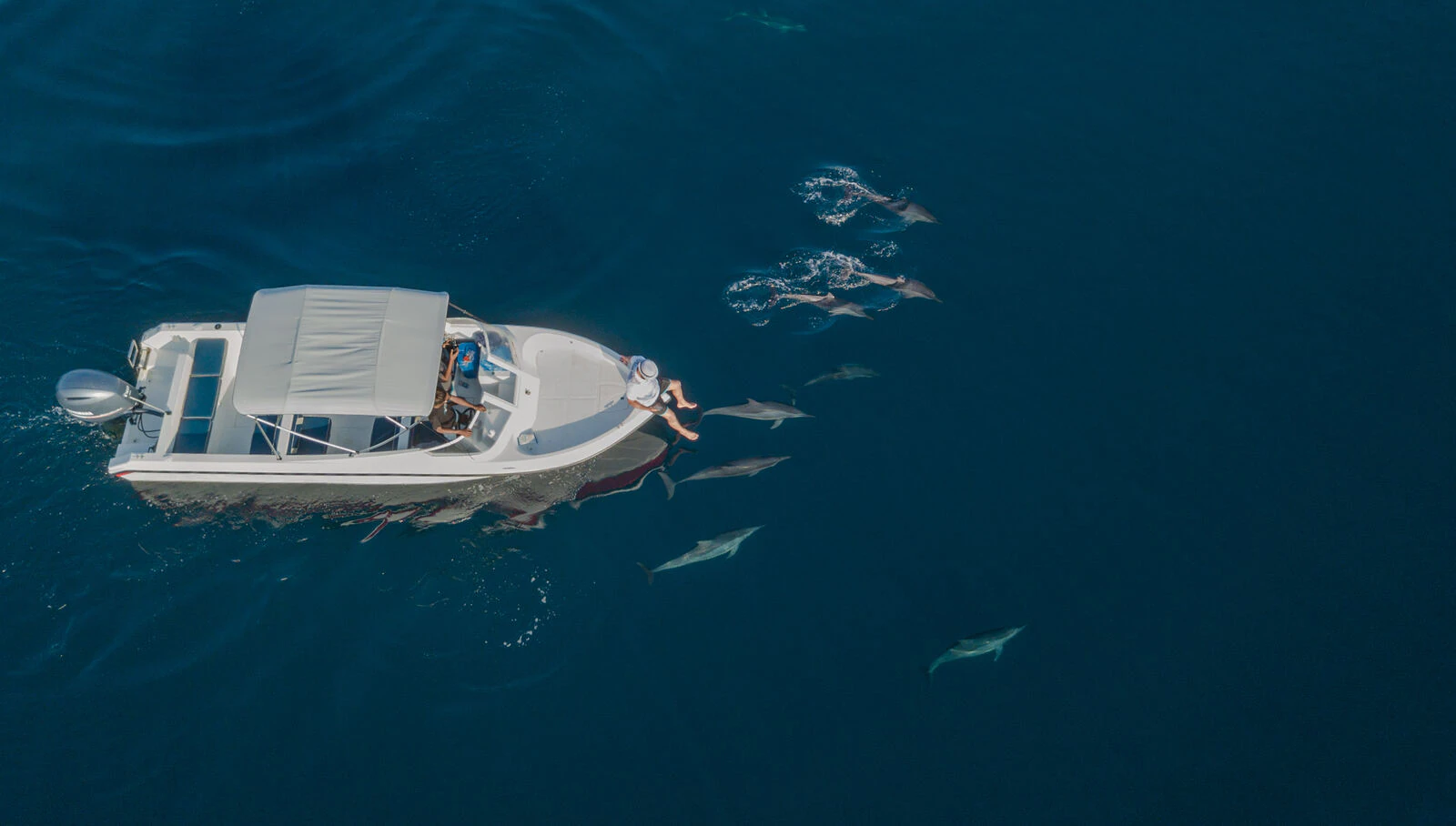 Aerial view of a boat surrounded by dolphins in open water