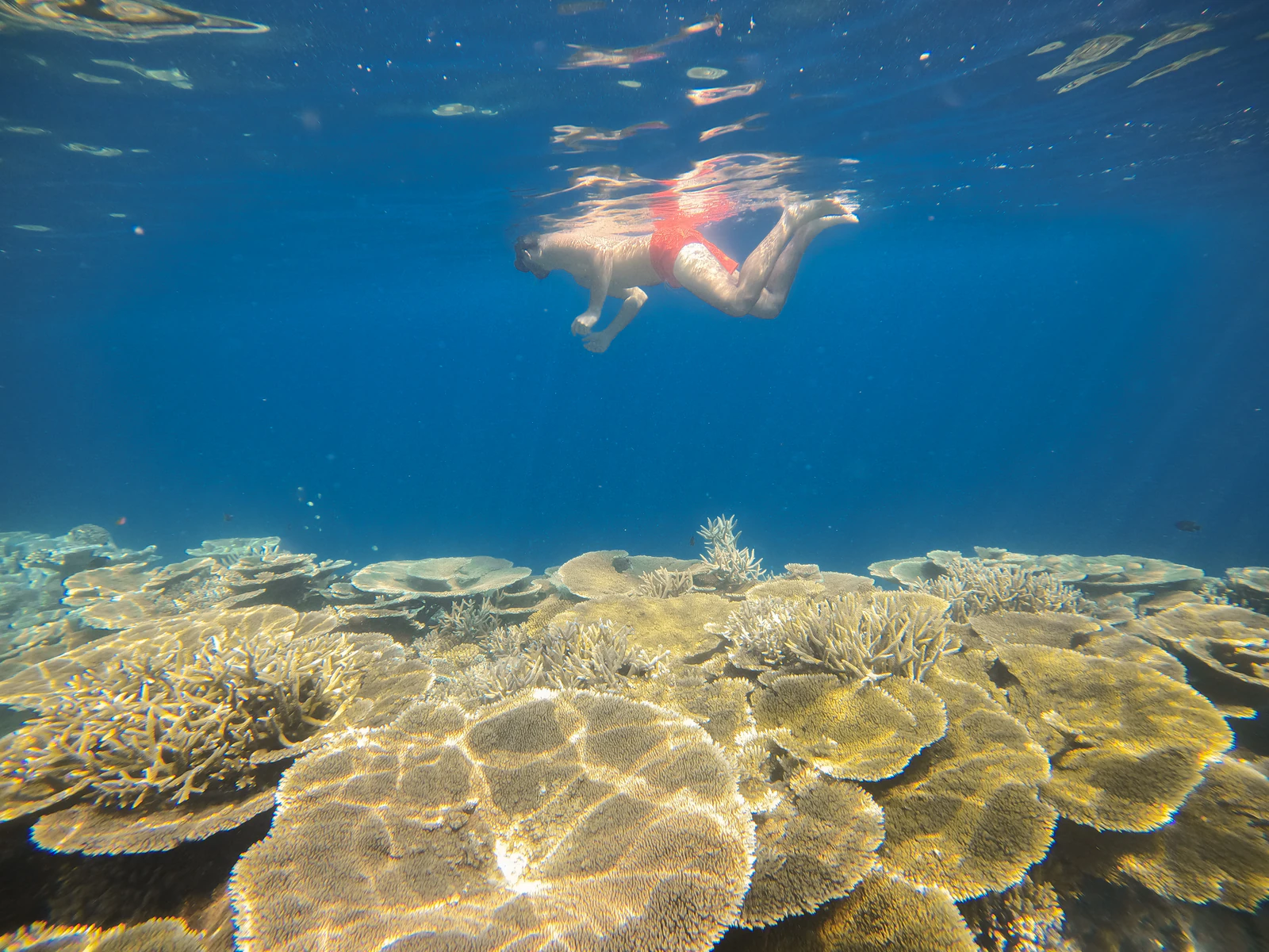 A snorkeler gliding above a shallow coral garden off Ukulhas