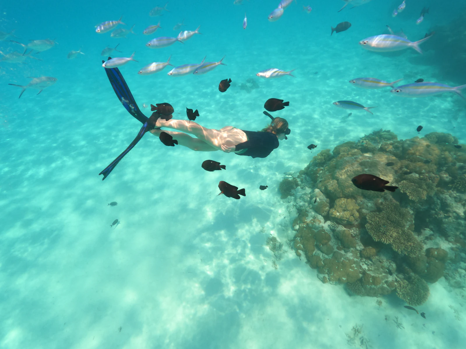 A snorkeler above coral and tropical reef fish off Ukulhas