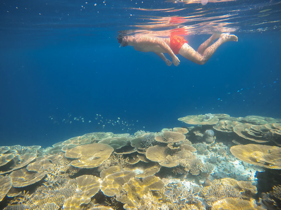 Wide underwater view of a snorkeler above a coral garden