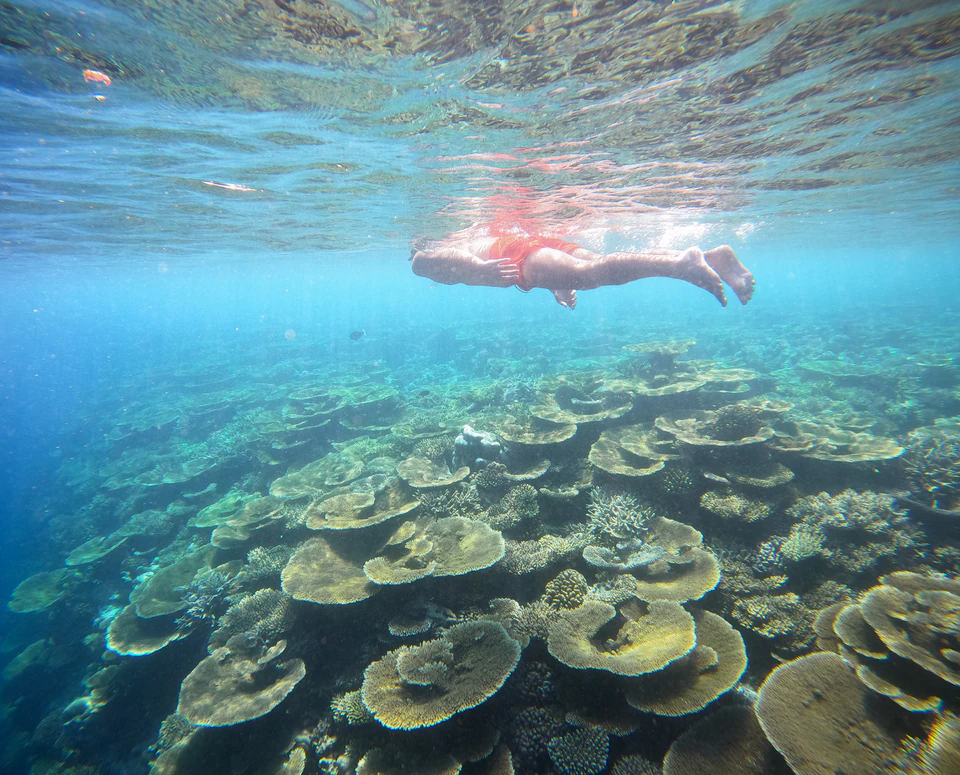 Wide underwater view of a swimmer above table coral